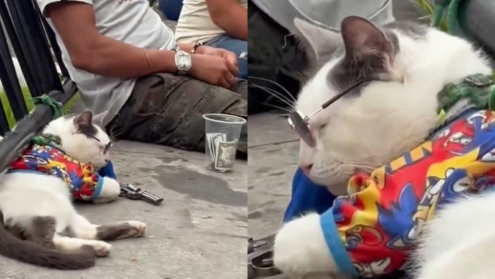 indignacion-en-medellin-por-gato-aparentemente-sedado-que-usarian-para-pedir-propinas-de-turistas-en-la-comuna-13:-‘completamente-inmovil’