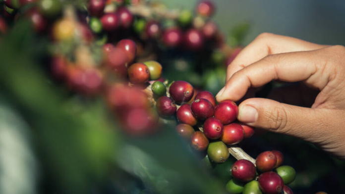 santander-se-convierte-en-el-epicentro-del-aroma:-agendese-para-este-fin-de-semana-que-inicia-la-cuarta-feria-del-cafe-del-nororiente-colombiano