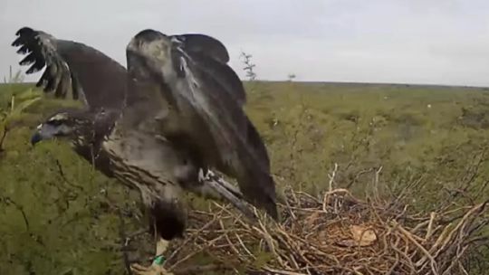 asi-fue-el-primer-vuelo-de-un-pichon-de-aguila-coronada-para-abandonar-su-nido