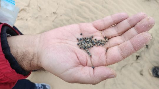 debaten-prohibir-el-plomo-en-la-pesca-y-la-caza-por-su-impacto-en-la-salud-y-la-fauna