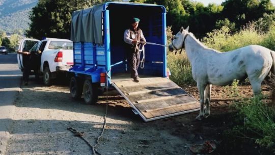 ¿como-es-el-plan-para-dar-en-adopcion-a-los-caballos-que-deambulan-por-las-calles-de-bariloche?
