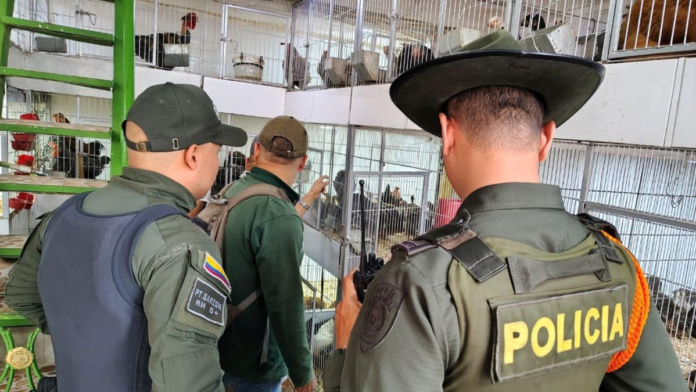 ¿usa-palma-de-cera-o-consume-fauna-silvestre-en-semana-santa?-ojo:-autoridades-ambientales-de-cali-realizan-operativos-contra-su-comercio-ilegal