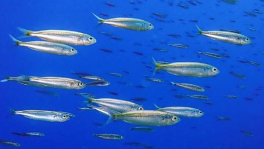 el-calentamiento-del-oceano-reduce-la-poblacion-de-los-peces-a-pasos-agigantados