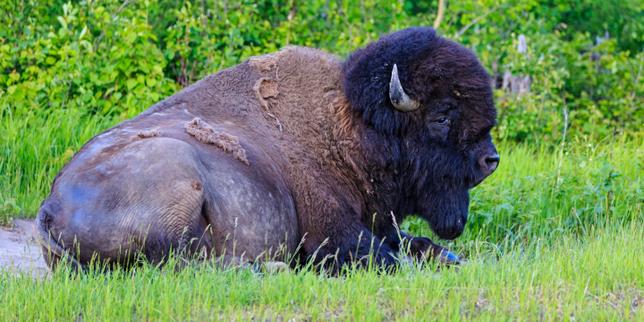 au-canada,-le-retour-du-bisonte-en-terre-autochtone