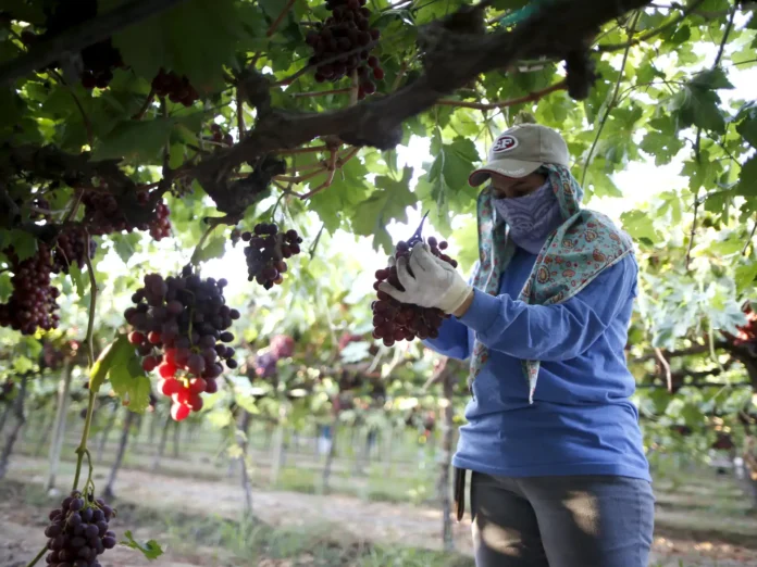 trabajadores-argentinos-acuden-en-masa-a-la-cosecha-de-uvas-en-brasil