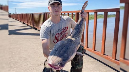 un-surubi-sorprendio-a-pescadores-en-el-puente-carretero-del-rio-salado