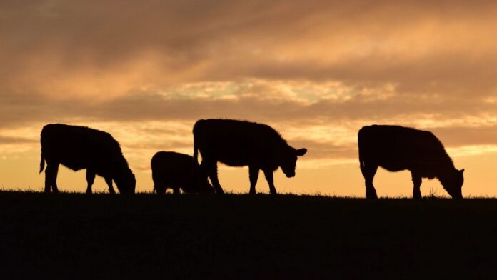 frigorificos-en-vilo:-los-costos-presionan-sobre-el-precio-de-la-carne,-cae-la-faena-y-baja-la-rentabilidad