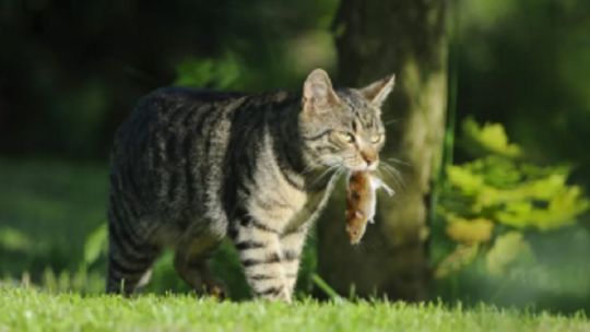 afirman-que-el-gato-domestico-es-uno-de-los-mayores-depredadores-del-planeta