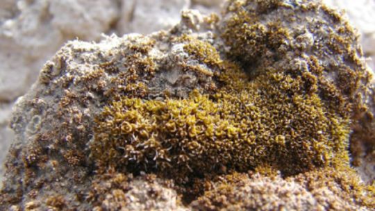 cientificos-chinos-descubren-un-musgo-del-desierto-capaz-de-sobrevivir-en-marte