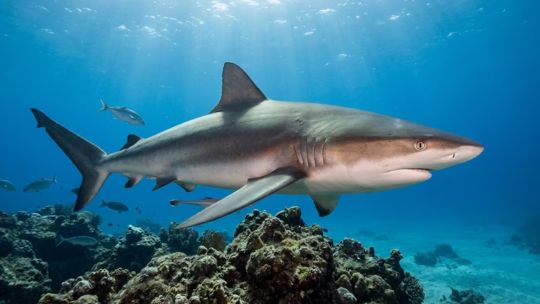 un-espectaculo-inedito-en-el-mar-argentino:-mas-de-100-tiburones-bacota-frente-a-las-grutas
