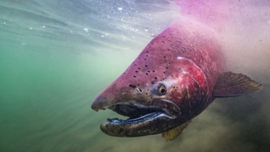 secuestran-mas-de-70-salmones-chinook-en-un-operativo-sorpresa-en-el-chalten