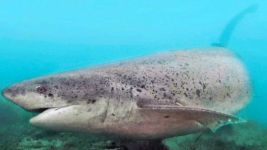 sin-precedentes:-investigan-a-un-pescador-por-capturar-un-tiburon-protegido-en-chubut