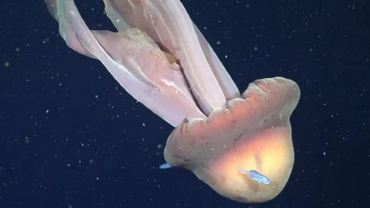 ¿quien-es-la-investigadora-bonaerense-que-encontro-una-medusa-gigante-en-el-mar-argentino?