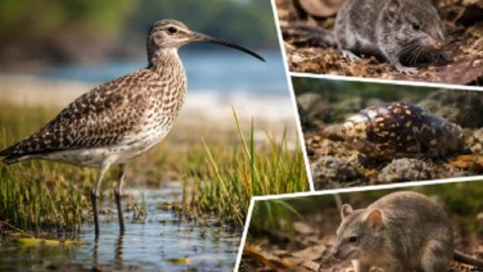 en-2025-se-extinguieron-44-especies-animales,-fungicas-y-vegetales