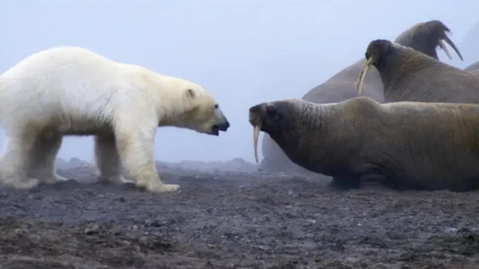 “una-autentica-batalla-de-titanes”:-el-momento-en-que-un-oso-polar-se-enfrento-a-una-manada-de-morsas