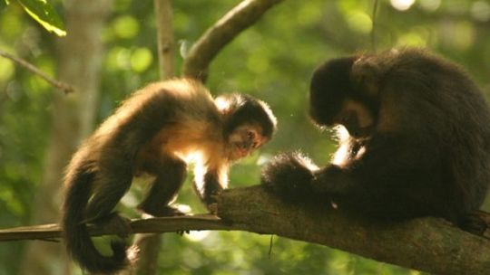 cientificos-argentinos-descubren-porque-los-monos-cai-descortezan-los-pinos-en-misiones