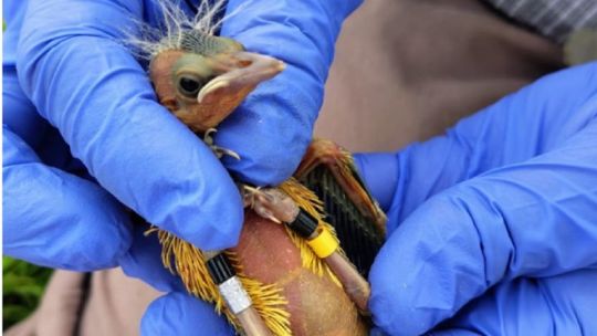 colocaron-transmisores-gps-a-decenas-de-ejemplares-de-tordo-amarillo-en-entre-rios
