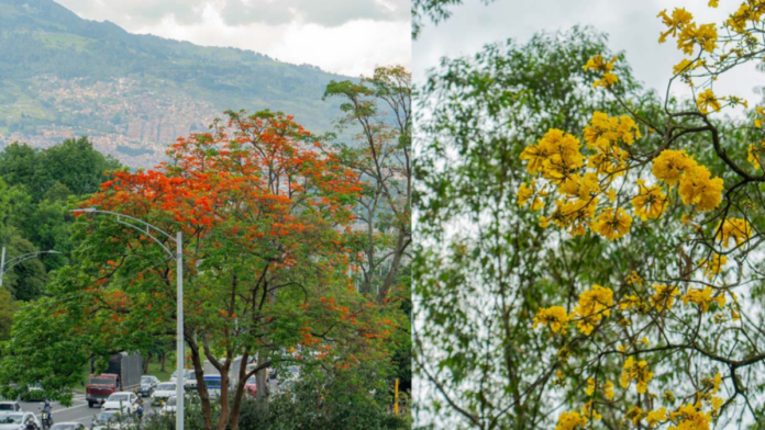 medellin-lanza-aplicacion-para-consultar-y-gestionar-mas-de-490.000-arboles-en-espacio-urbano,-incluso-sin-conexion