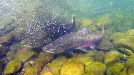 peligro-en-la-mesa:-por-que-desaconsejan-comer-salmon-chinook-producto-de-la-pesca-ilegal