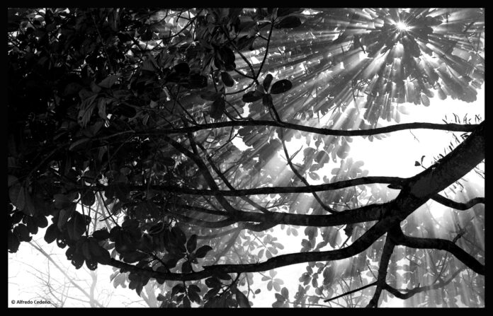 cortinas-de-humo