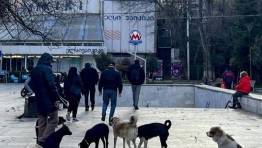 tiflis,-la-ciudad-donde-los-perros-callejeros-son-tratados-como-un-vecino