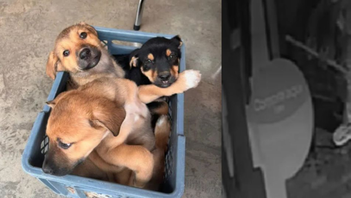 en-imagenes-quedo-registrada-el-momento-en-que-un-hombre-abandono-a-3-perritos-en-rionegro,-antioquia:-policia-busca-al-responsable