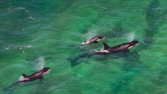 comenzo-la-temporada-2026-de-orcas-en-la-peninsula-valdes