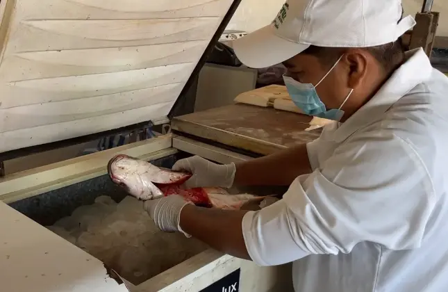 funcionarios-municipales-realizan-controles-de-calidad-del-pescado.