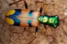 el-escarabajo-tigre-gana-certamen-internacional-zoologico-de-indianapoli