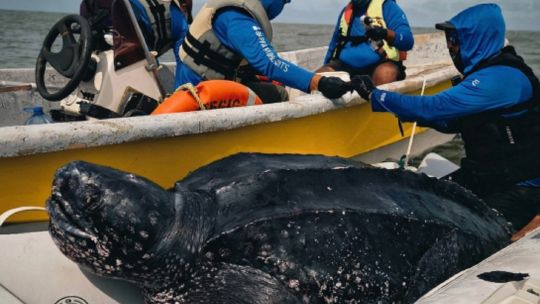 por-primera-vez,-se-rastrean-satelitalmente-machos-de-tortuga-laud-en-el-mar-argentino