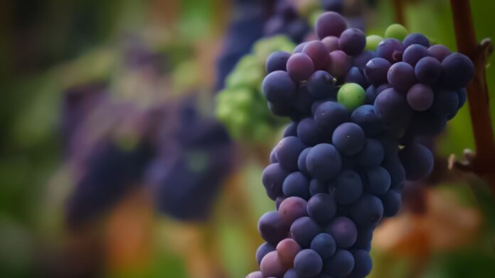 el-gobierno-distribuyo-cupos-para-exportar-jugo-de-uva-a-eeuu-por-mas-de-40.000-toneladas