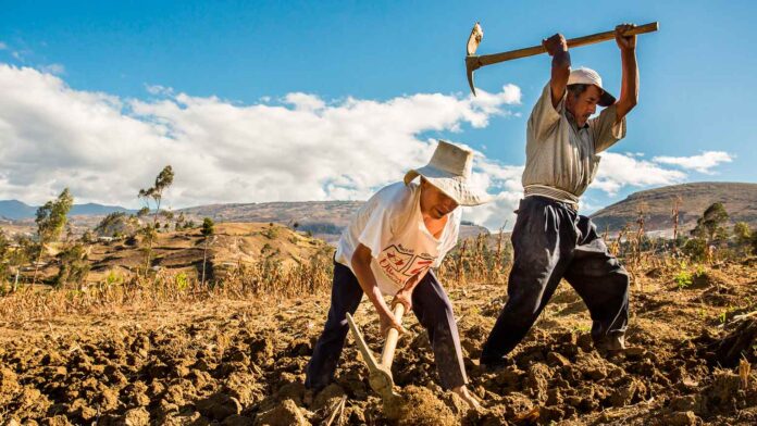 productores-agricolas-exigen-mayor-apoyo-estatal-frente-a-prioridades-petroleras-y-mineras-en-venezuela