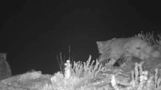 avistan-a-una-pareja-de-gatos-andinos-en-mendoza