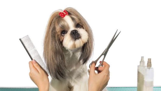 ¿por-que-el-corte-de-pelo-de-nuestras-mascotas-es-clave-para-detectar-problemas-en-su-salud?
