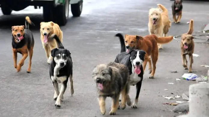 alcaldia-pacena-prepara-jornada-solidaria-por-el-bienestar-animal