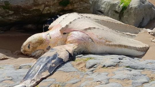 mira-la-tortuga-laud-que-aparecio-sin-vida-en-una-playa-de-cantabria