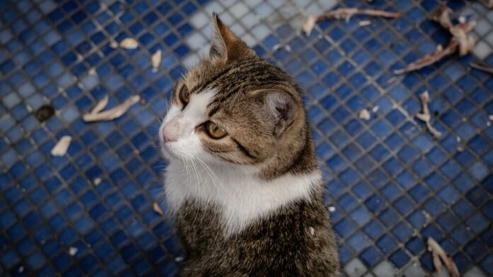 en-cordoba-estan-matando-gatos-domesticos-para-poder-comer