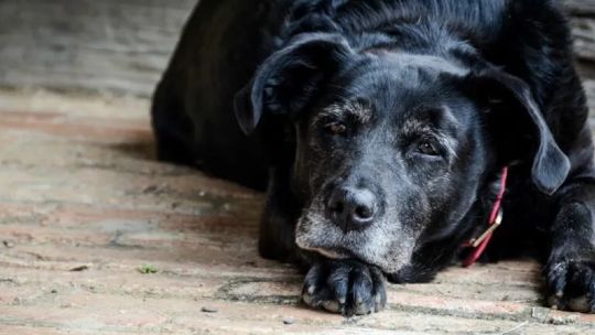 ¿como-frenar-el-desgaste-fisico-en-los-perros-mayores-de-acuerdo-a-su-tamano?
