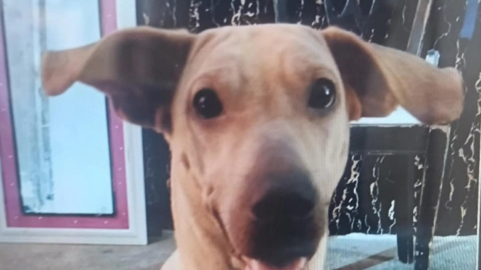 ‘kira’,-la-perrita-que-fue-golpeada-brutalmente-en-bucaramanga,-murio-por-trauma-craneoencefalico,-no-por-envenenamiento:-hombre-acusado-fue-capturado