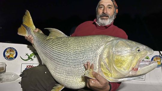 el-“tigre-del-parana”-volvio-a-rugir:-dorado-de-30-kg-sorprende-en-aguas-correntinas