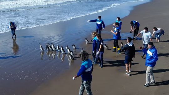15-pinguinos-regresaron-al-mar-en-la-costa-bonaerense,-tras-meses-de-rehabilitacion