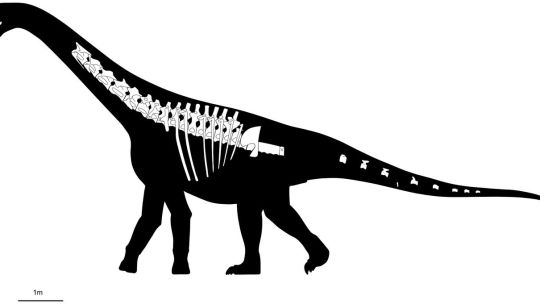 otro-descubrimiento-de-dinosaurios:-los-cientificos-descubren-el-‘bicharracosaurus’-en-la-patagonia