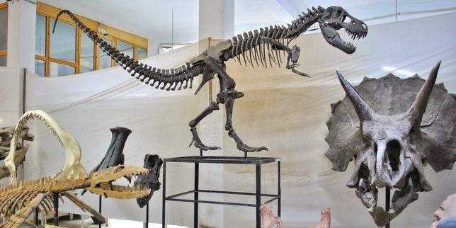 au-maroc,-el-negocio-de-los-fosiles-de-dinosaurios