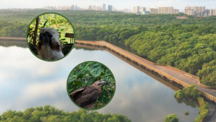 alas-libres:-estos-son-los-62-animales-silvestres-que-regresan-a-su-habitat-natural-tras-acciones-de-rescate-lideradas-desde-barranquilla.