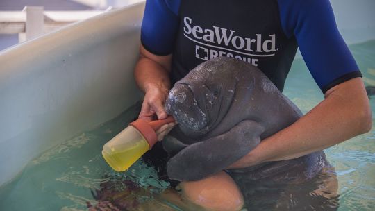 asi-trabajan-en-sea-world-para-rescatar-y-cuidar-a-las-especies-marinas