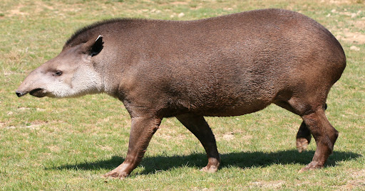 refuerzan-medidas-de-conservacion-de-la-danta-y-especies-endemicas-en-el-waraira-repano