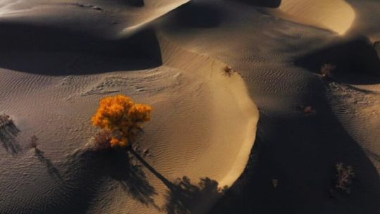 china-busca-frenar-el-avance-del-desierto-de-taklamakan-con-paneles-solares-y-sales-termicas