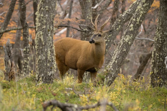the-loneliest-deer-in-the-andes-—-and-the-debate-over-rewilding