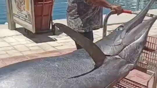 gigante-del-oceano:-marlin-negro-de-317-kg-sorprende-en-cabo-san-lucas