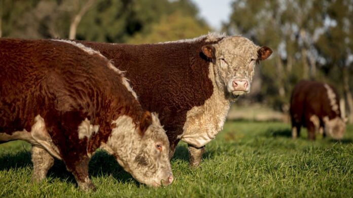 carne:-la-union-europea-endurece-controles-y-apuran-el-registro-de-productores-argentinos